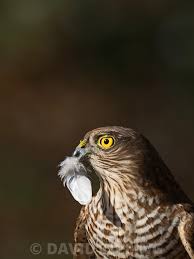Attēlu rezultāti vaicājumam “Accipiter nisus male”