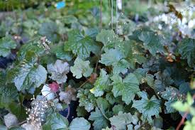 Image result for Heuchera `Palace Purple`