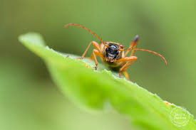 Attēlu rezultāti vaicājumam “Necydalis major”