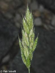 Attēlu rezultāti vaicājumam “Bromus hordeaceus subsp. hordaceus”