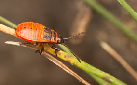 Attēlu rezultāti vaicājumam “Pyrrhocoris apterus nymph”