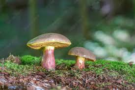 Attēlu rezultāti vaicājumam “Xerocomus chrysenteron”