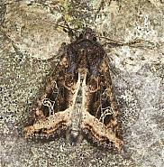 Attēlu rezultāti vaicājumam “Celaena leucostigma”