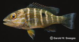 Image result for Lutjanus analis