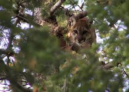 Image result for Ut Cougars