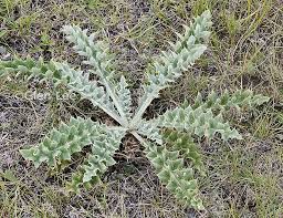 Attēlu rezultāti vaicājumam “Cirsium x rigens leaf”