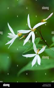 Attēlu rezultāti vaicājumam “Gillenia trifoliata flower”