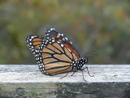 Image result for monarch butterfly