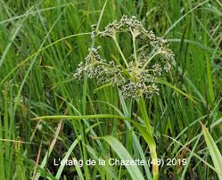 Attēlu rezultāti vaicājumam “Scirpus sylvaticus fruit”