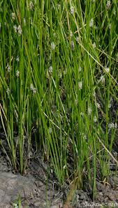 Attēlu rezultāti vaicājumam “Eleocharis uniglumis”