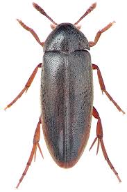 Attēlu rezultāti vaicājumam “Melandryidae”