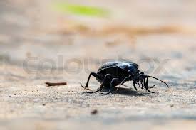 Attēlu rezultāti vaicājumam “Carabus coriaceus”