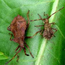 Attēlu rezultāti vaicājumam “Coreus marginatus nymph”