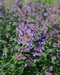 Attēlu rezultāti vaicājumam “Nepeta x faassenii flower”