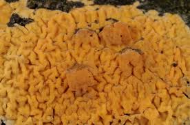 Attēlu rezultāti vaicājumam “Peniophora laurentii”