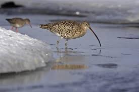 Attēlu rezultāti vaicājumam “Numenius arquata”