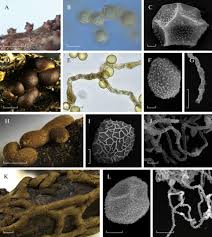 Attēlu rezultāti vaicājumam “Perichaena depressa sessile”