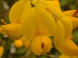 Attēlu rezultāti vaicājumam “Lotus corniculatus”