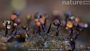 Attēlu rezultāti vaicājumam “Cribraria cancellata macro”