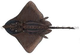 Image result for Amblyraja hyperborea