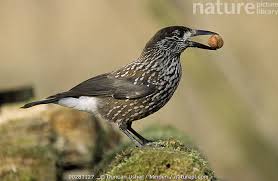 Attēlu rezultāti vaicājumam “Nucifraga caryocatactes adult”