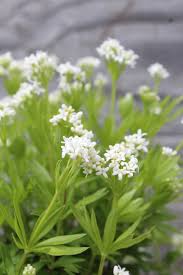 Image result for Galium odoratum