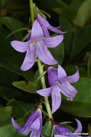 Image result for Campanula rapunculoides