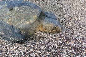 Image result for Dermochelys coriacea