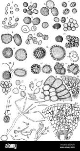 Attēlu rezultāti vaicājumam “Urocystis anemones spores”