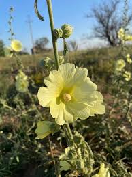 Image result for Alcea rugosa