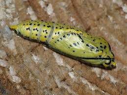 Attēlu rezultāti vaicājumam “Aporia crataegi pupa”