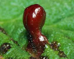 Attēlu rezultāti vaicājumam “Tetraneura ulmi”