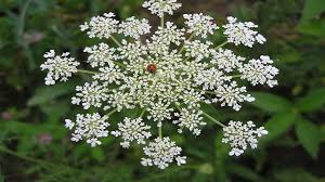 Attēlu rezultāti vaicājumam “Daucus sativus flower”