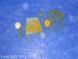 Attēlu rezultāti vaicājumam “Badhamia sp.”