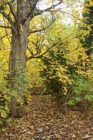 Attēlu rezultāti vaicājumam “Pterocarya fraxinifolia leaf”