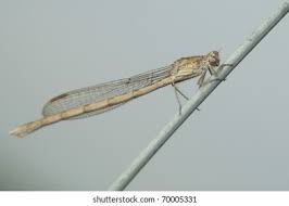 Attēlu rezultāti vaicājumam “Sympecma paedisca”