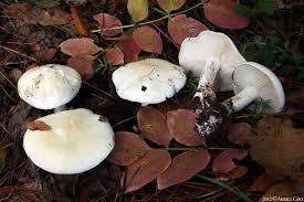 Attēlu rezultāti vaicājumam “Tricholoma album”