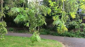 Attēlu rezultāti vaicājumam “Fraxinus excelsior Pendula”