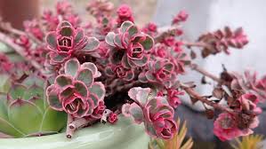 Attēlu rezultāti vaicājumam “Phedimus spurius leaf”