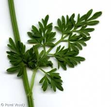 Attēlu rezultāti vaicājumam “Selinum carvifolia fruit”