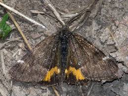 Attēlu rezultāti vaicājumam “Boudinotiana notha”