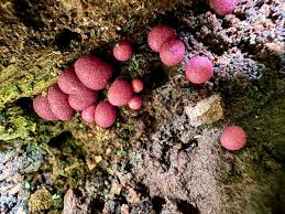 Attēlu rezultāti vaicājumam “Lycogala roseosporum macro”