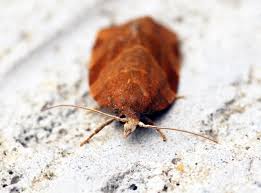 Attēlu rezultāti vaicājumam “Pandemis cinnamomeana”