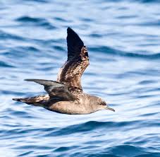 Image result for Puffinus gravis