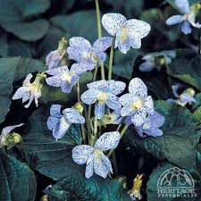 Attēlu rezultāti vaicājumam “Viola sororia flower”