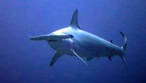 Image result for Sphyrna corona