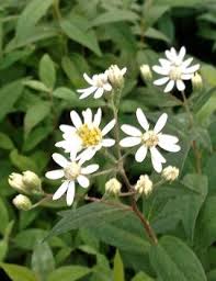 Image result for Aster lanceolatus
