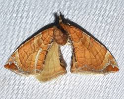 Attēlu rezultāti vaicājumam “Eulithis sp.”