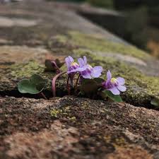 Attēlu rezultāti vaicājumam “Cymbalaria muralis leaf”