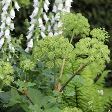 Attēlu rezultāti vaicājumam “Angelica archangelica leaf”